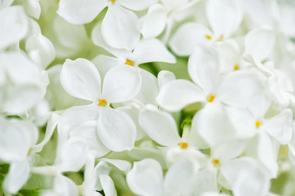 Белый сирень цветы крупным планом — стоковое фото