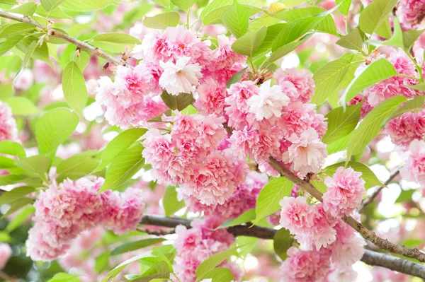 Sakura, cherry blossom tavasszal — Stock Fotó