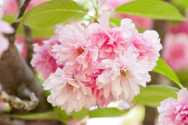 Sakura, cherry blossom tavasszal — Stock Fotó