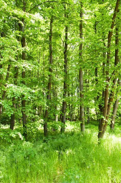 Яркий солнечный лес — стоковое фото