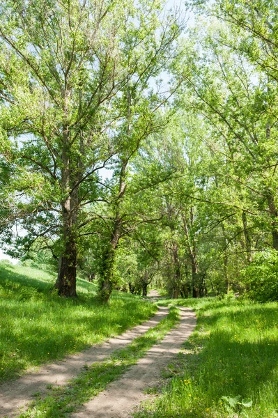 Ground road in the forest — Stock Photo, Image