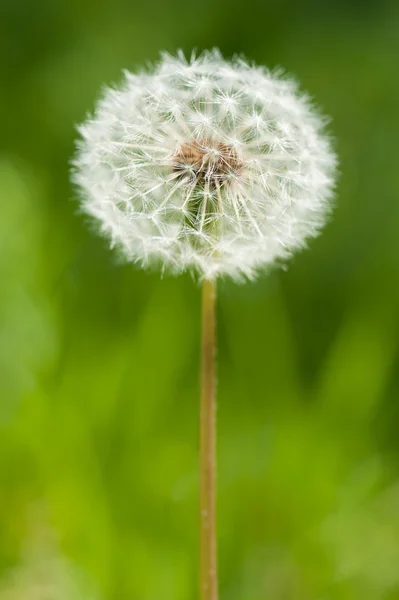 One big dandelion on grass background — Stock Photo, Image