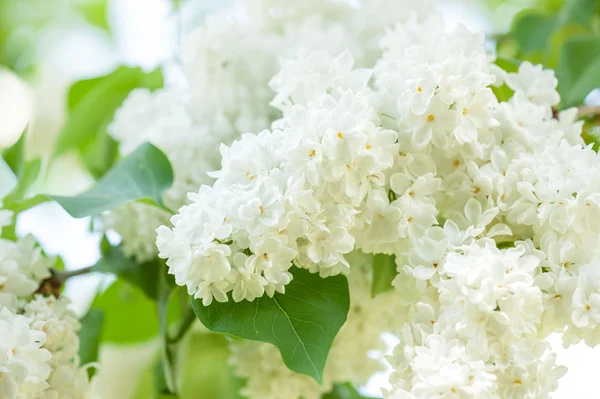 White lilac blossom in spring — Stock Photo, Image