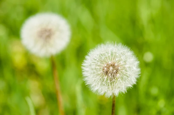 Dandelions on grass background — Stock Photo, Image