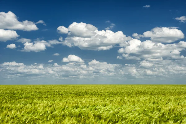 Summer landscape. green field and clouds — Stock Photo, Image