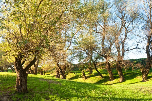 Floresta verde ensolarada com sombra — Fotografia de Stock