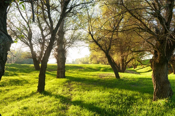 Sonniger grüner Wald mit Schatten — Stockfoto