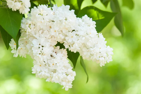 White lilac blossom in spring — Stock Photo, Image