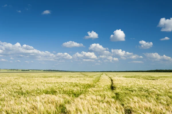 Sunny yellow wheat field and blue sky — Stock Photo, Image