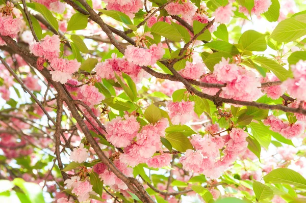 Sakura, cherry blossom på våren — Stockfoto