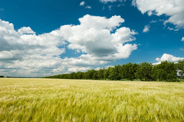 Солнечное пшеничное поле и голубое небо — стоковое фото