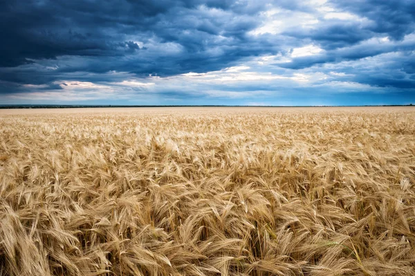Dramatic sky on wheaten field — Stock Photo, Image