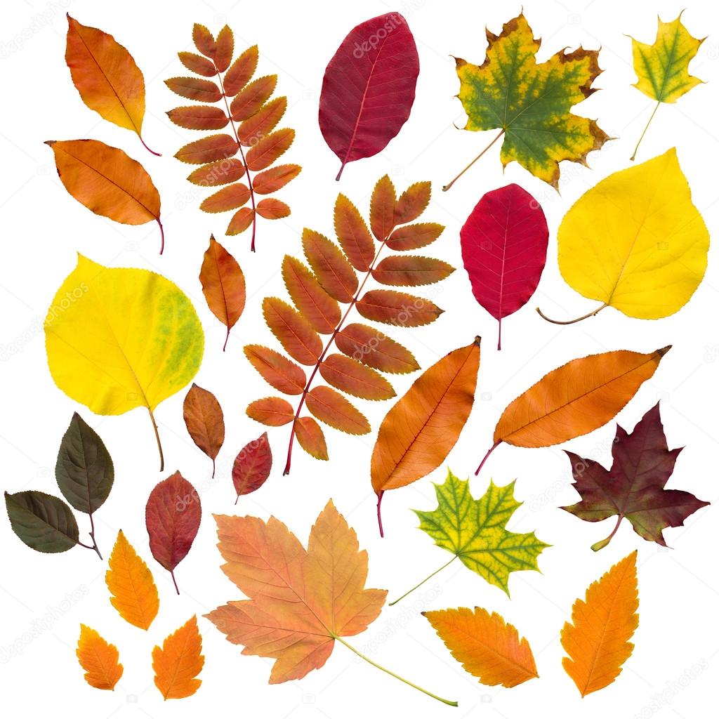 Autumn leaves collection isolated — Stock Photo © soleg 31456381