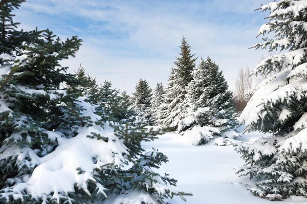 被雪覆盖的杉木树 — 图库照片