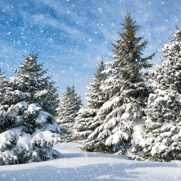 Abetos cobertos de neve — Fotografia de Stock