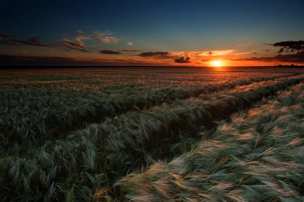 Campo de trigo por la noche. paisaje de verano — Foto de Stock
