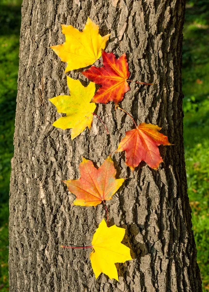 Hojas de aututmn sobre fondo de corteza de árbol —  Fotos de Stock