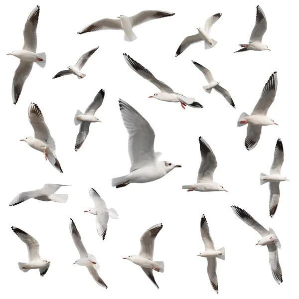 Coleta de aves isoladas em branco — Fotografia de Stock