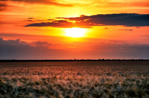 Campo de trigo por la noche. paisaje de verano — Foto de Stock