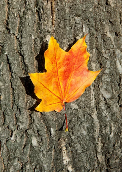 Hoja de otoño sobre fondo de corteza de árbol —  Fotos de Stock