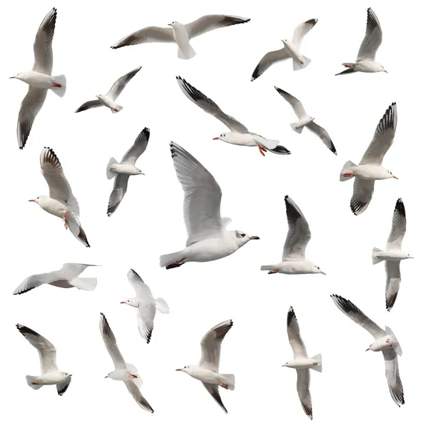 Коллекции птиц, выделенных на белом Стоковое Фото