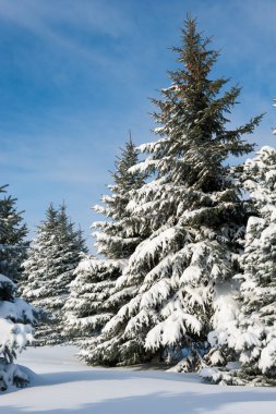 kar ile kaplı çam ağaçları