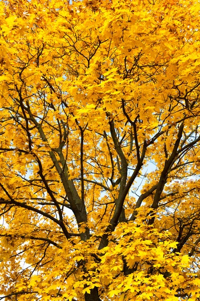 Bright yellow trees in autumn forest — Stock Photo, Image