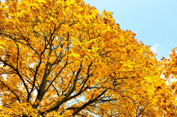 Bright yellow trees in autumn forest — Stock Photo, Image