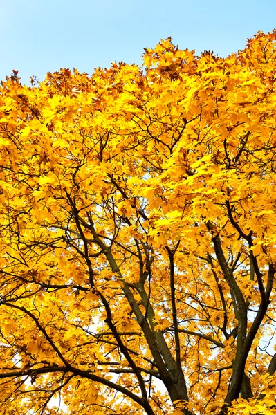 秋の森の明るい黄色の木 — ストック写真