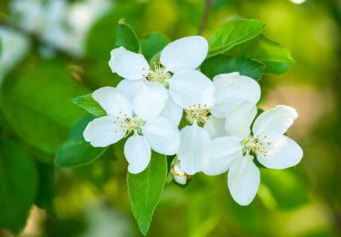 Baharda beyaz kiraz çiçekleri