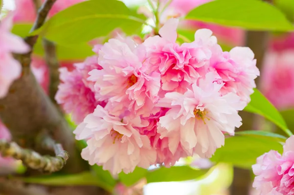 Sakura, cherry blossom tavasszal — Stock Fotó
