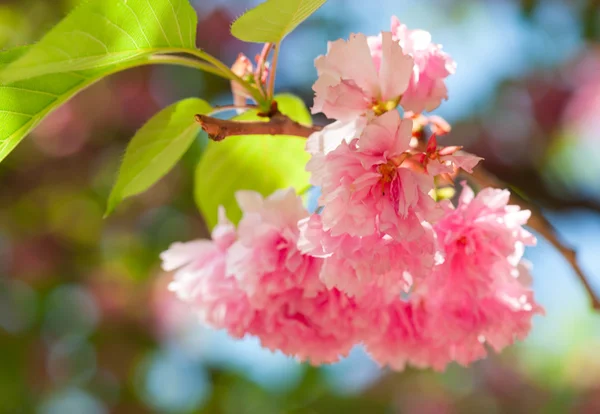 Sakura, cherry blossom tavasszal — Stock Fotó