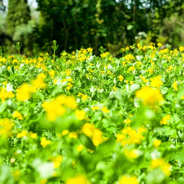 Frühling helle Wiese mit Blumen — Stockfoto