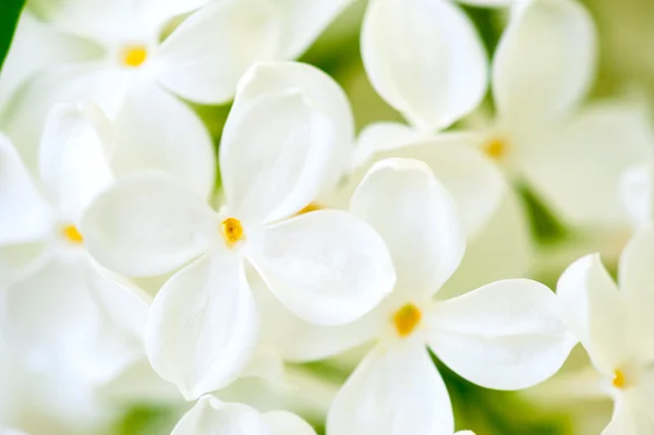 White lilac flowers closeup — Stock Photo, Image