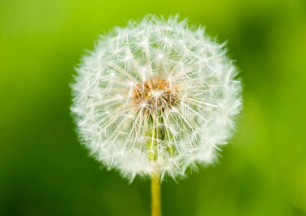 Big dandelion on green grass background — Stock Photo, Image