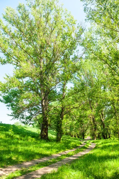 Bosque de verano brillante y camino de tierra — Foto de Stock