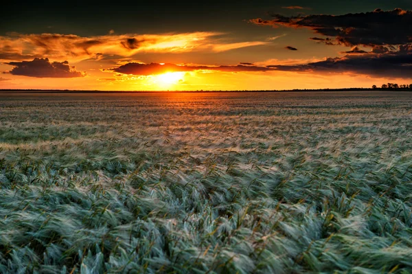Wieczorem pole pszenicy. krajobraz lato — Zdjęcie stockowe