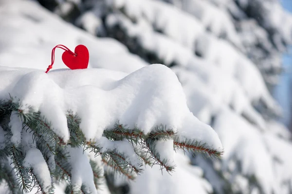 Red heart toy in snow on fir tree — Stock Photo, Image