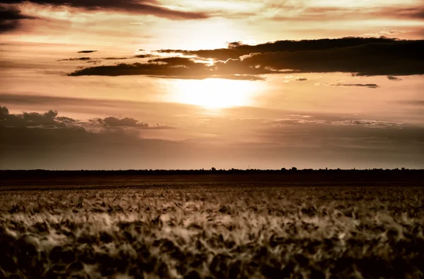 Campo de trigo da noite. paisagem de verão — Fotografia de Stock