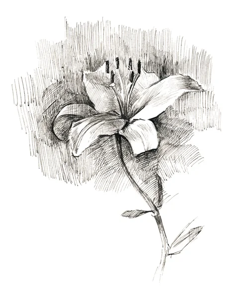 Tekening pen lily — Stockfoto