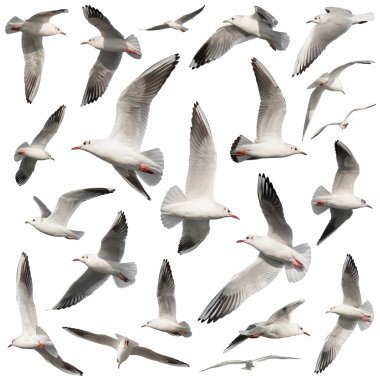 bird collection on white clipart