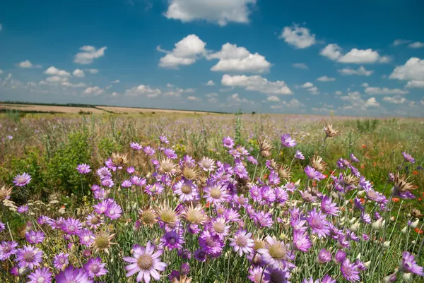 平野の野生の花 — ストック写真