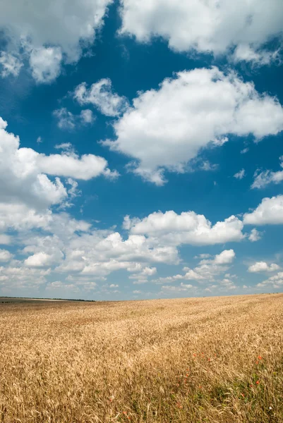 Soliga gula vete fält och blå himmel — Stockfoto