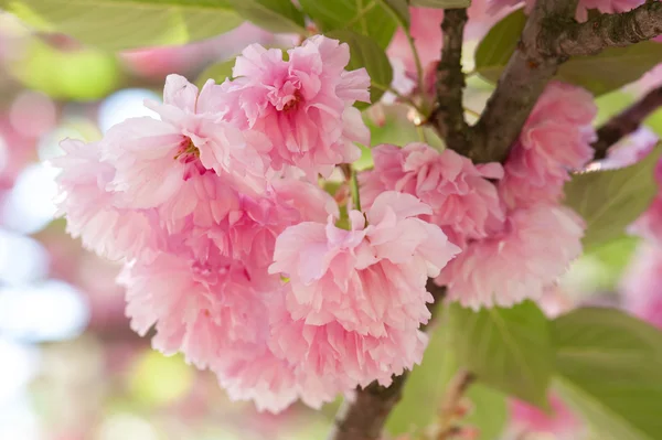 Flor en el árbol. Sakura. flor de cerezo en primavera —  Fotos de Stock