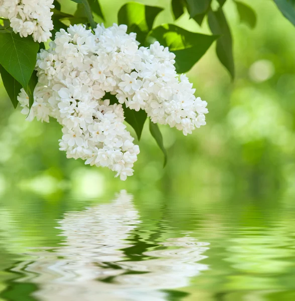 春に白いライラックの花 — ストック写真