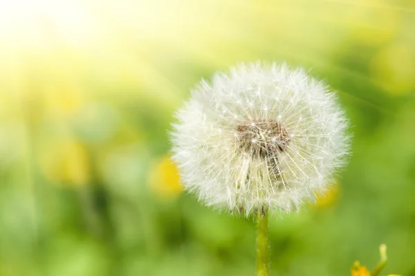 Sunny meadow with dandelions — Stock Photo, Image