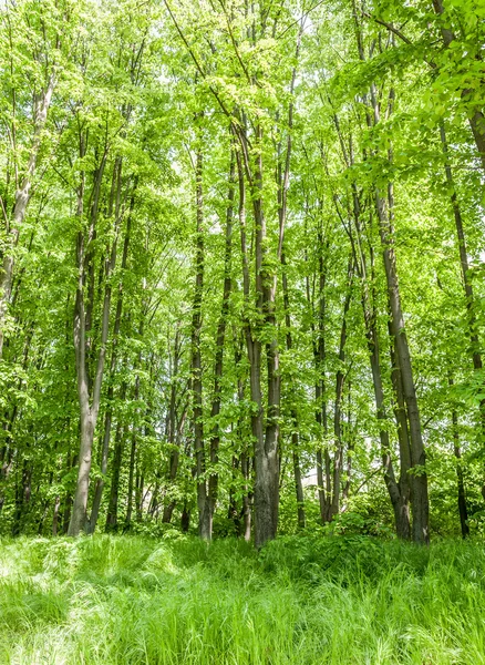 Яркий летний лес — стоковое фото