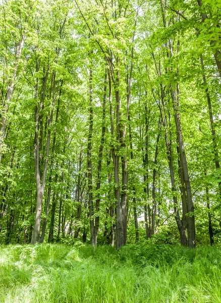 Bright summer forest — Stock Photo, Image