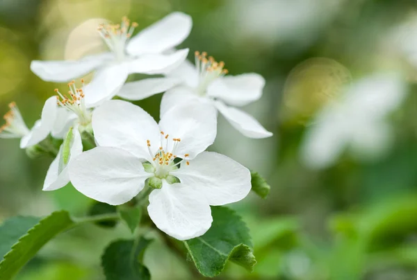 वसंत ऋतूमध्ये पांढरे चेरी फुले — स्टॉक फोटो, इमेज