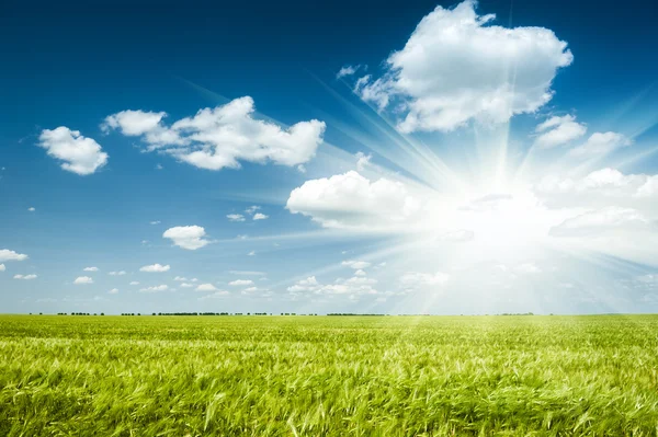 Campo di grano verde soleggiato — Foto Stock